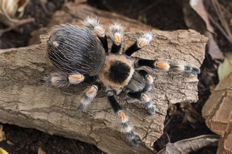 friendliest tarantula species